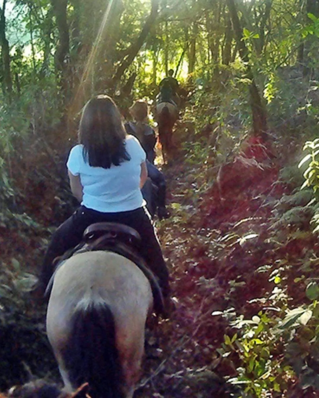 Cavalgada em trilha de mata na Fazenda da Roseta