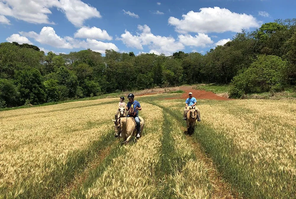 Passeio a cavalo por plantação de trigo no Hotel Fazenda Itáytyba
