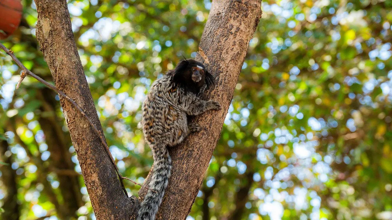 Sagui em uma árvore na fazendinha do Hotel Fazenda Poços de Caldas