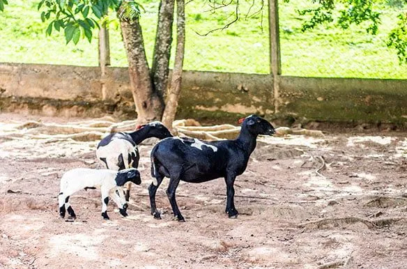 Cabras da fazenda no Hotel Fazenda Horizonte Belo