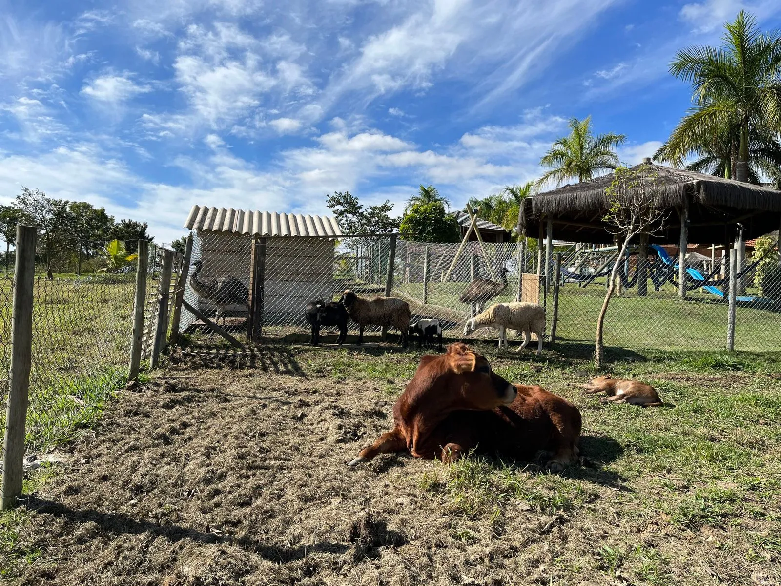 Bezerros deitados na fazendinha, com ovelhas, ema e área de lazer ao fundo