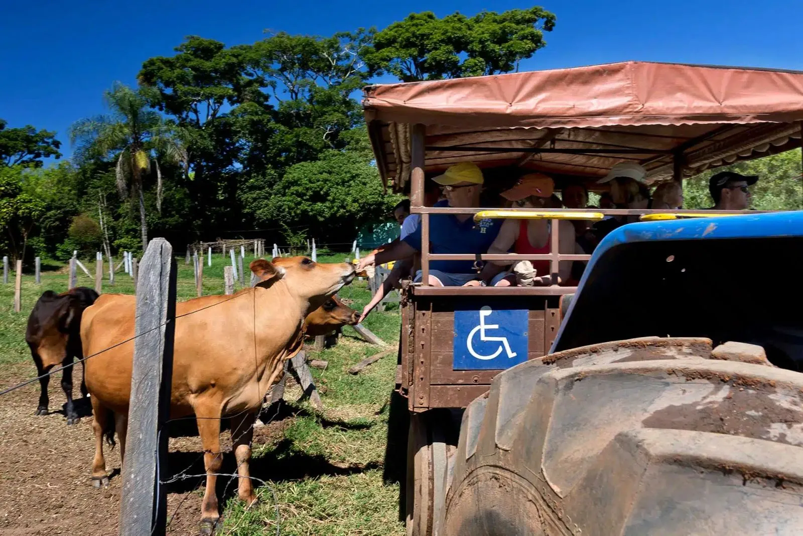 Passeio de trator adaptado para cadeirantes com hóspedes alimentando vacas no pasto