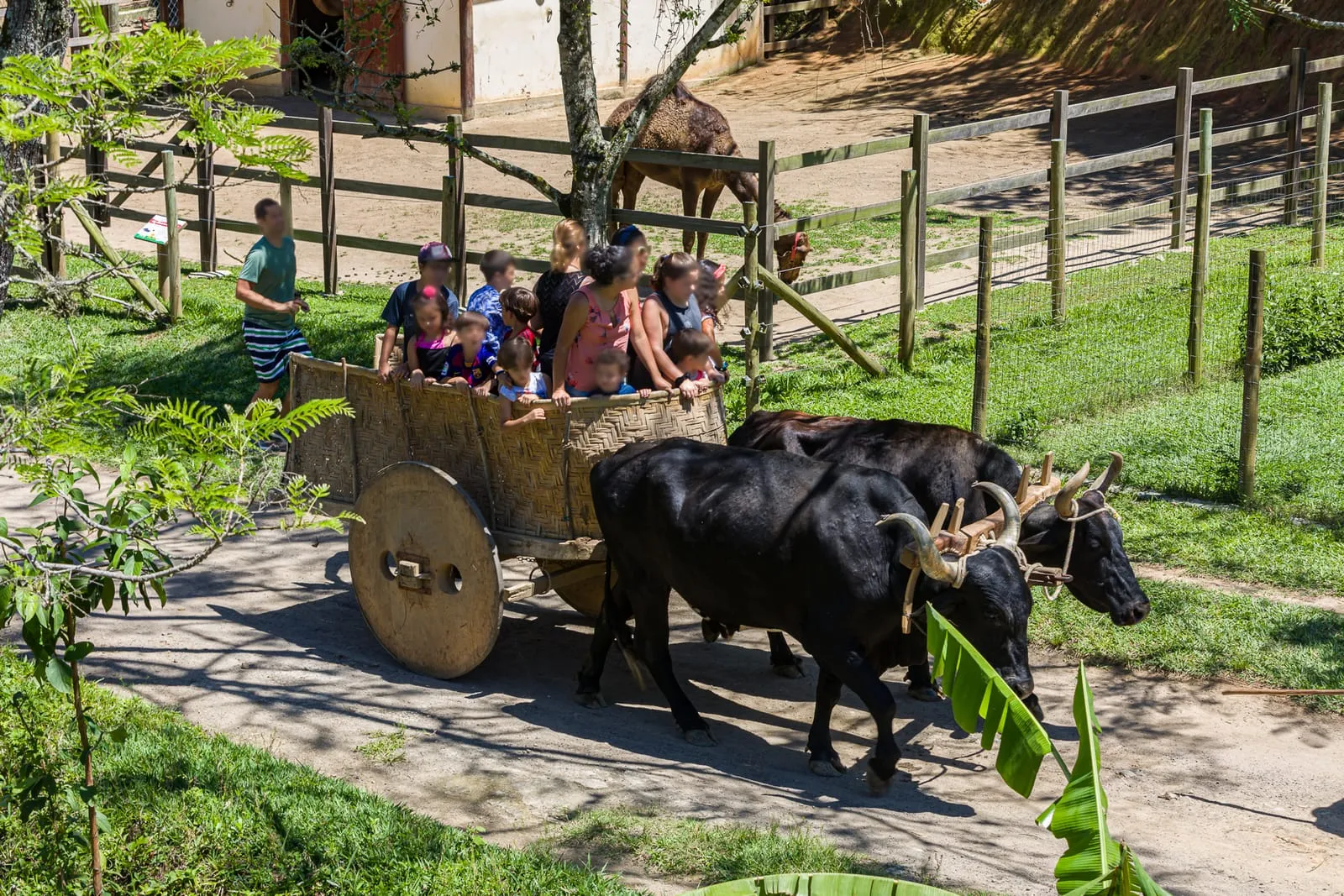 Passeio de carro de boi com hóspedes no Hotel Fazenda Cascatinha