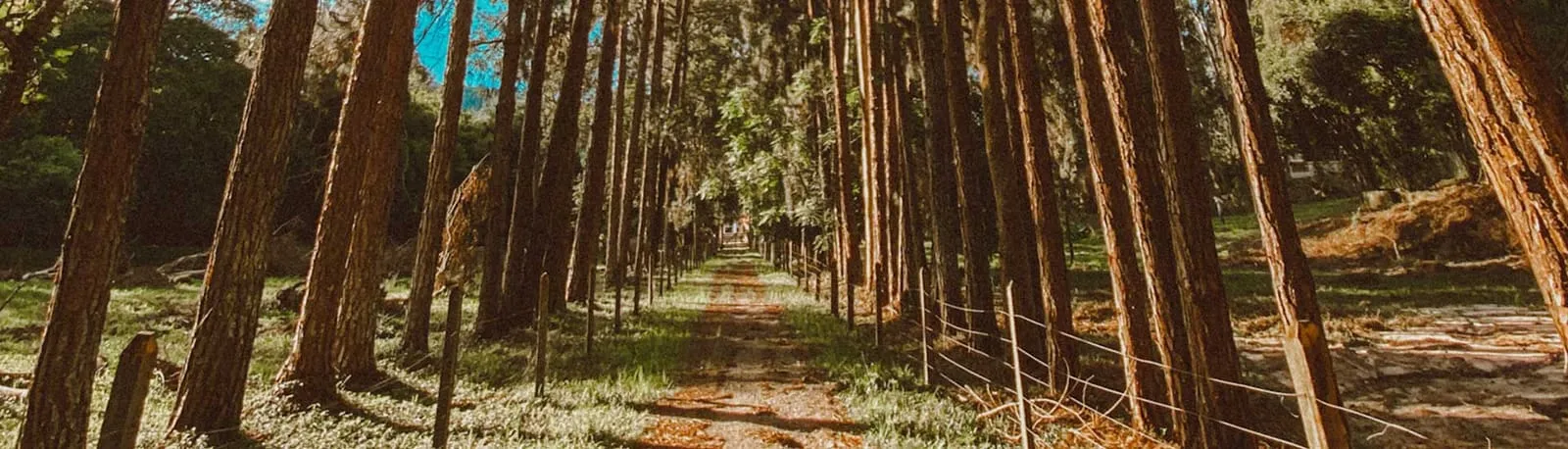 Trilha em meio ao bosque de eucaliptos do Hotel Fazenda Ramon
