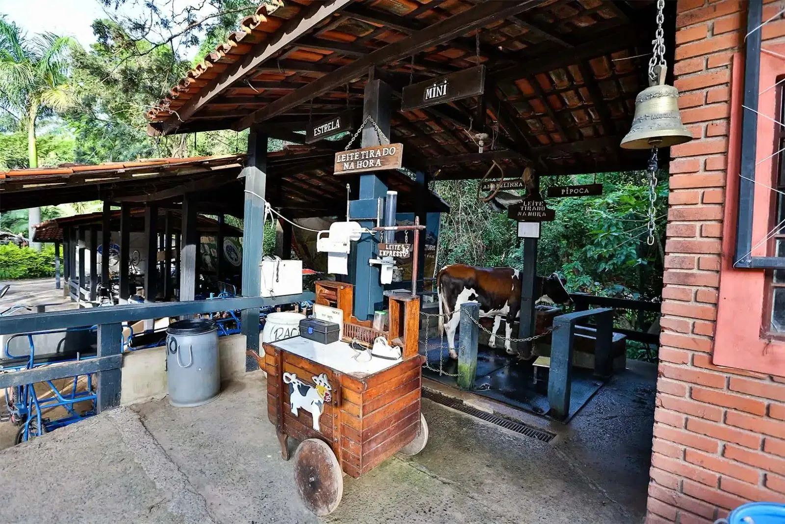 Curral da ordenha com vaca e placas rústicas de madeira na fazendinha