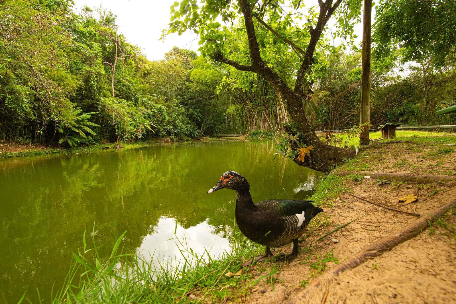 Lago da fazendinha do Hotel Fazenda Fonte Colina Verde com pato na margem