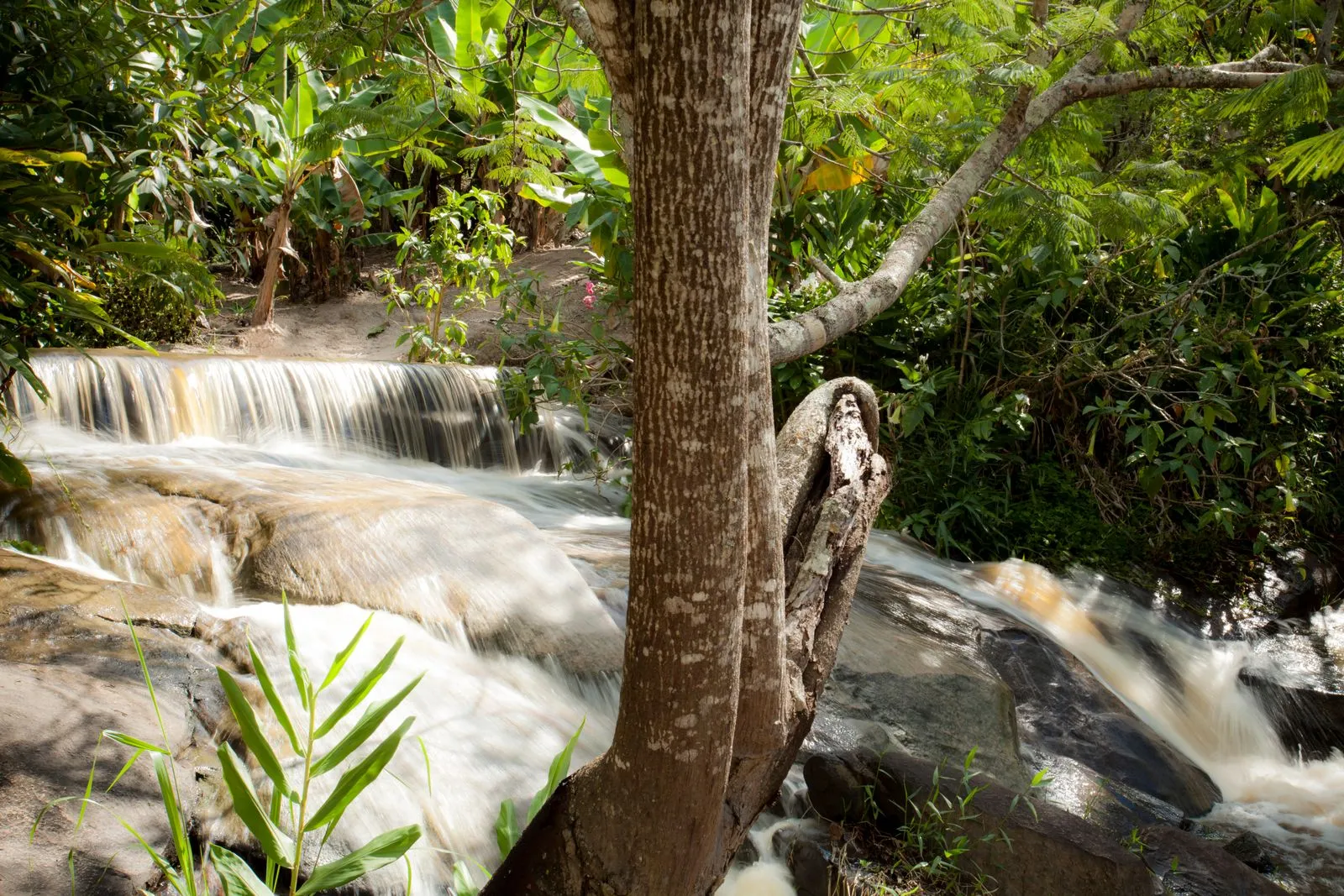 Cachoeira em cascatas de pedra na trilha da mata, cercada de vegetação densa