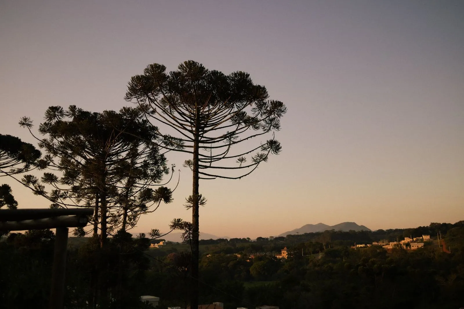 Campo com araucárias no planalto do Paraná, perto de Ponta Grossa