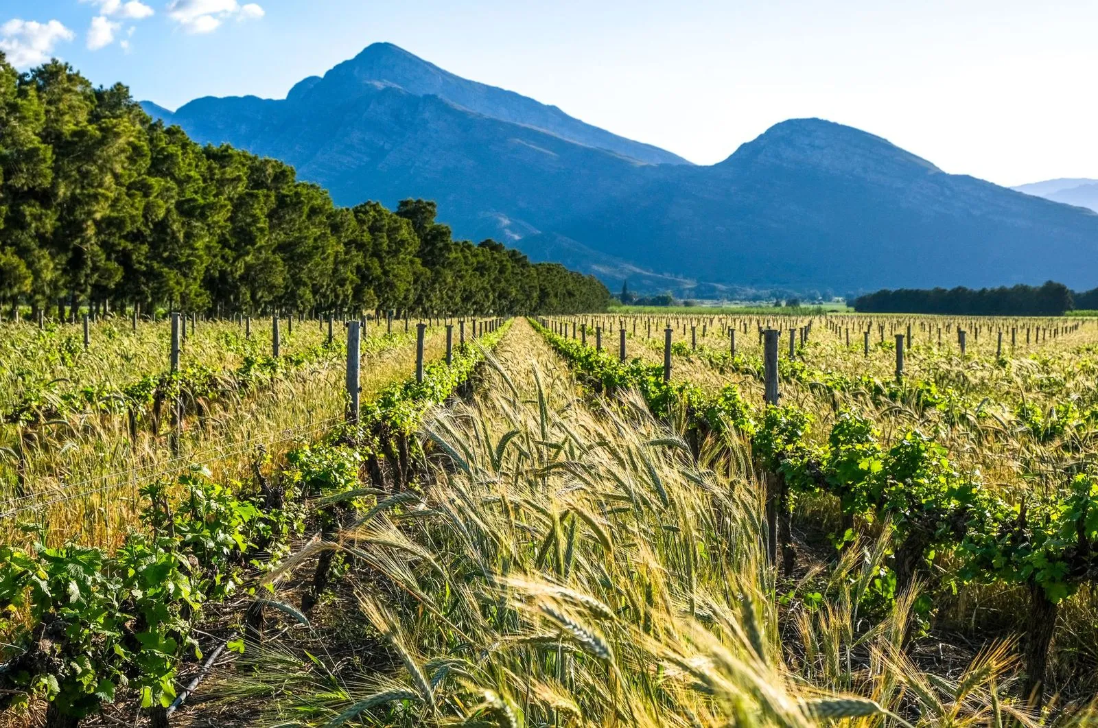 Vinhedos em terreno montanhoso no Vale dos Vinhedos, Bento Gonçalves