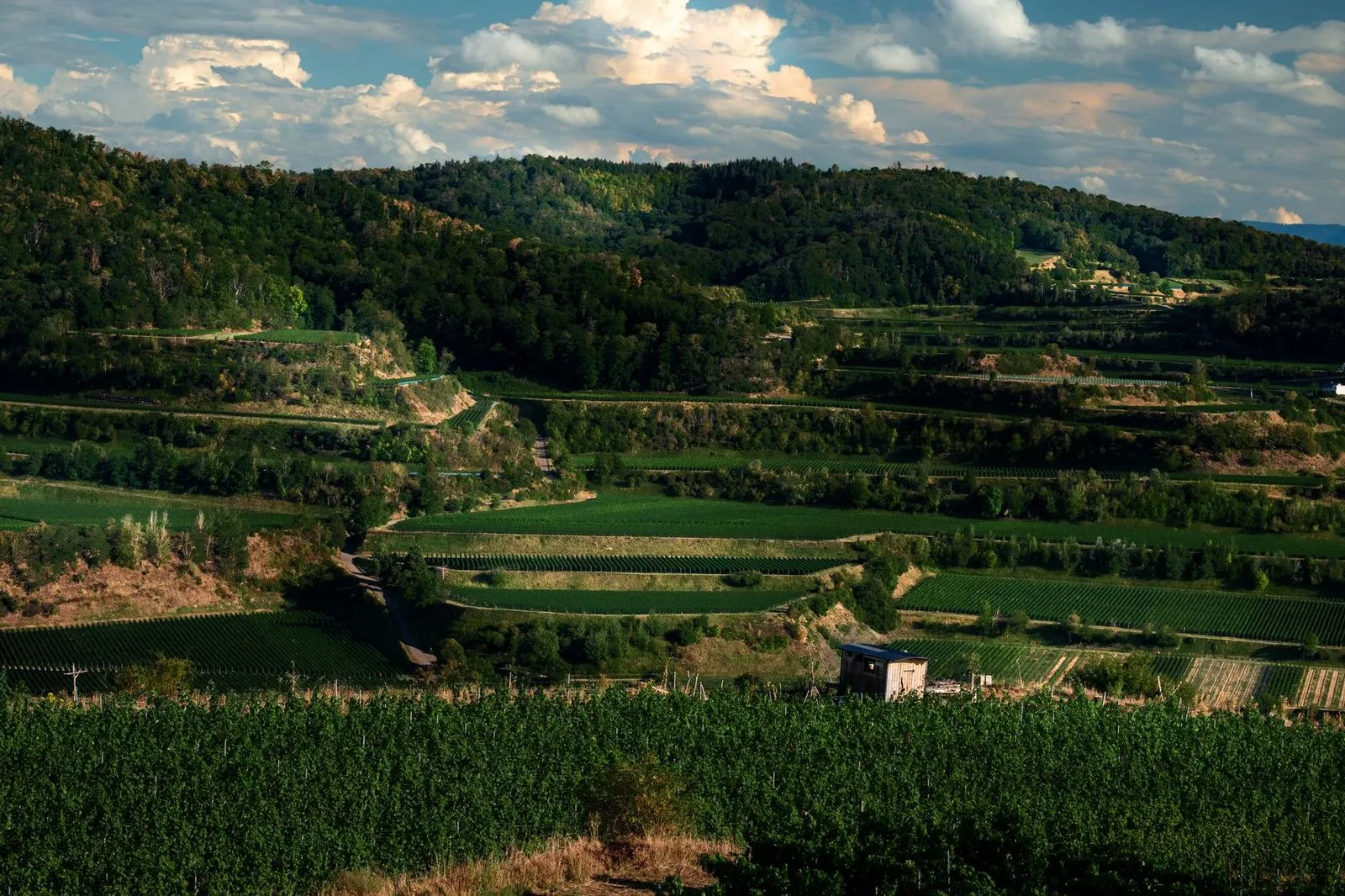 Vinhedos em terreno montanhoso na Serra Gaúcha, próximo a Bento Gonçalves